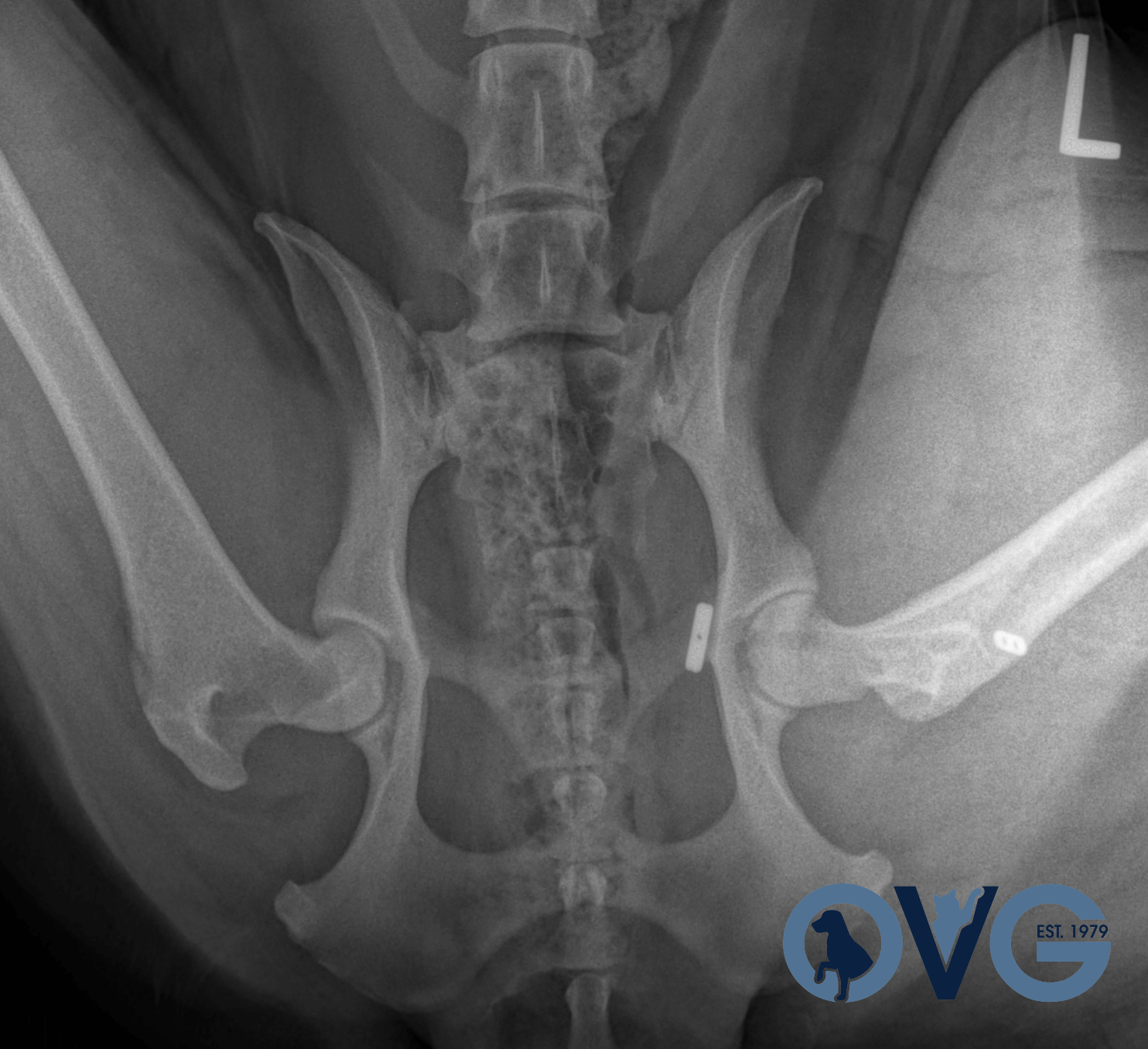 Dog hip dislocation clearance treatment